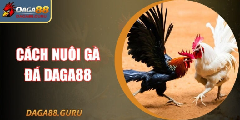 Cách Nuôi Gà Đá Daga88 Có Lực Từ Chuyên Gia Lâu Năm