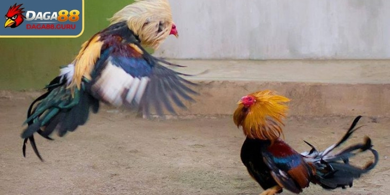 Điểm nổi bật khác biệt thu hút thành viên