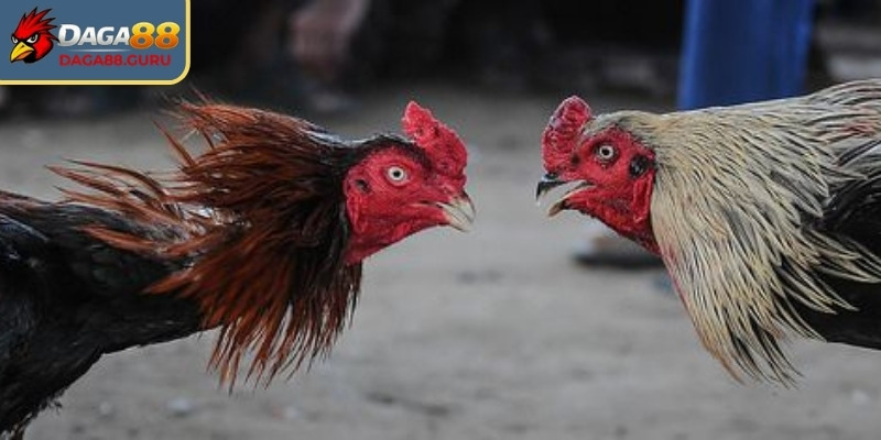 Khái quát thông tin về đá gà 4k Daga88