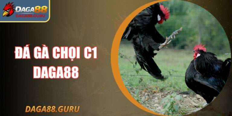 Đá Gà Chọi C1 Daga88: Giải Mã Sức Hút Và Các Lưu Ý