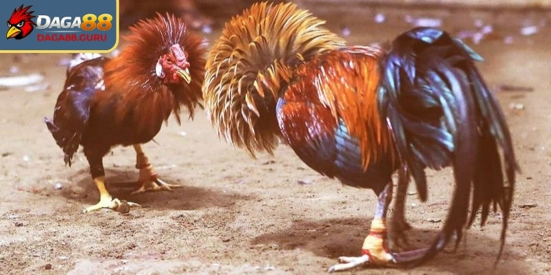 Khái quát về hình thức cá cược đá gà cựa dao Daga88