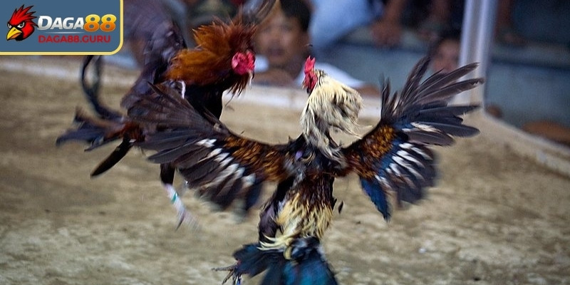 Đôi nét về đá gà đòn Daga88