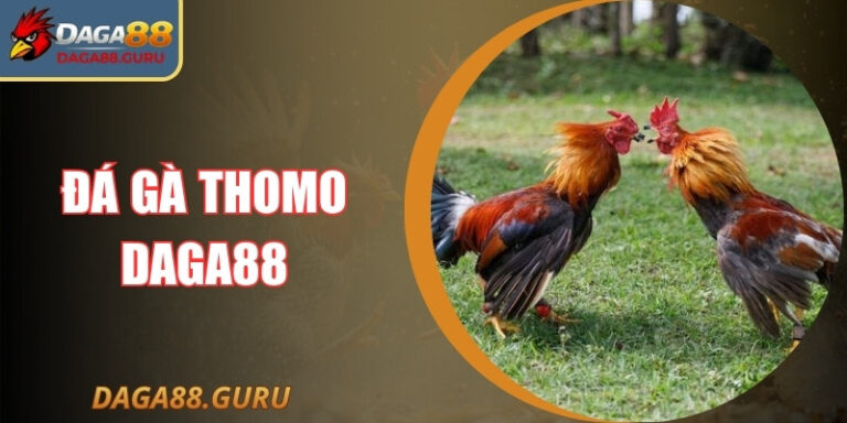 Đá Gà Thomo Daga88 – Đấu Trường Kịch Tính Tại Đông Nam Á
