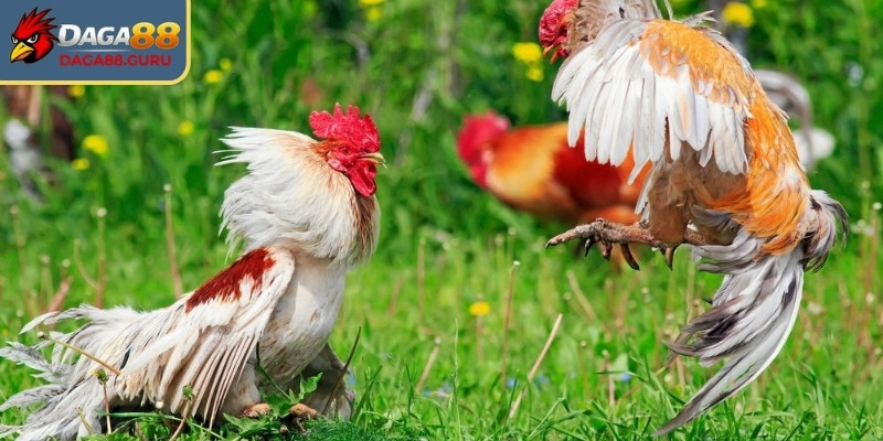 Cách chơi chọi kê để đạt hiệu quả tốt nhất